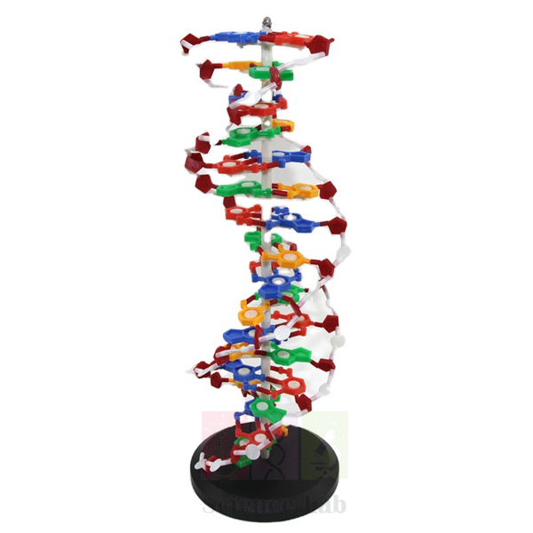 Medical DNA Model